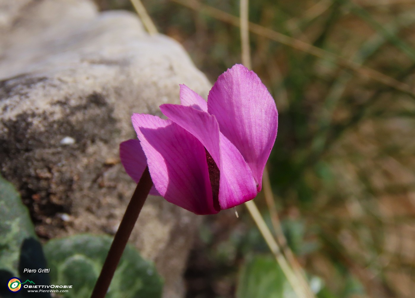 28 Cyclamen-Ciclamino in fiore.JPG